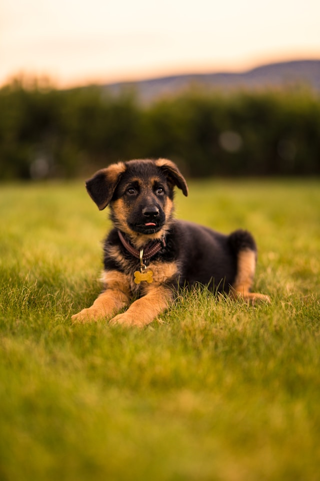 Bringing Home a German Shepherd Puppy: What You Need to Know